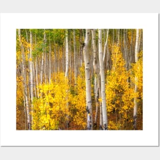 Golden Aspen Grove Posters and Art